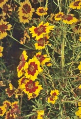 coreopsis tinctoria thumbnail graphic